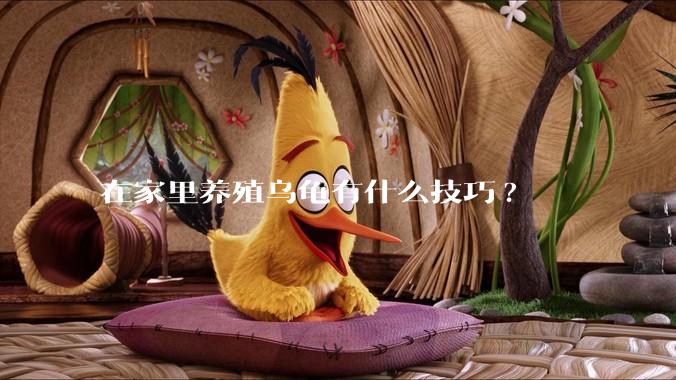 在家里养殖乌龟有什么技巧?